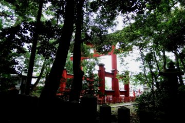 <p>Beautiful red torii gate of Kehi Shrine seen through dark trees</p>