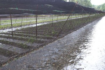 <p>Under the&nbsp;sunshades, wasabi is grown by fresh natural spring water.</p>