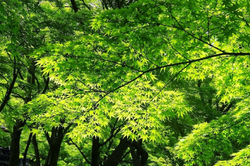 สวนเมเปิ้ลญี่ปุ่น ที่มีต้นเมเปิ้ลญี่ปุ่นปลูกอยู่เต็ม ร่มรื่นน่านั่งพักมาก