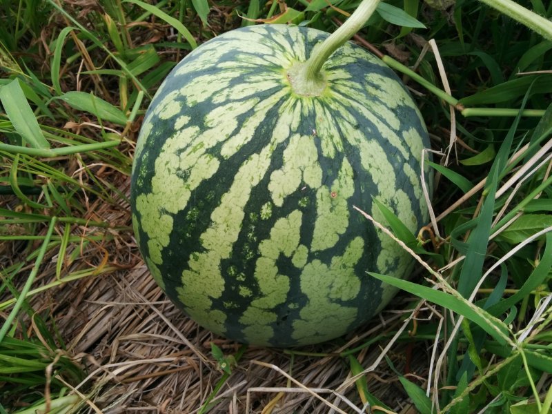 <p>Seedless watermelon</p>