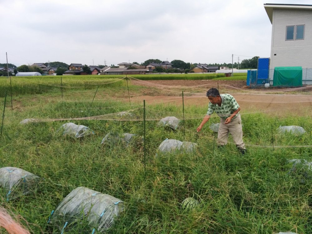 Ông Okui đang chăm sóc cánh đồng