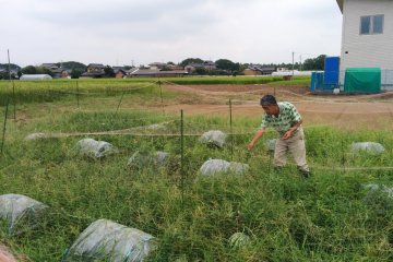 <p>Okui-san tending the field</p>