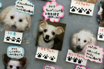 <p>We decided to choose the dog that was pinned to the center of the board -&nbsp;Momo chan, a female Chihuahua!</p>