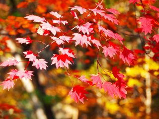 Autumn in the Nasu&nbsp;Highlands is a truly magnificent time, with wonderful drives through the Nasu mountains, cable cars and leisurely walks&nbsp;through the daily changing color
