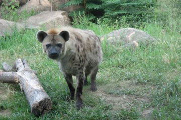 <p>A spotted hyena faces visitors with curiosity</p>