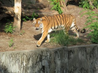 A tiger paces back and forth while eyeing visitors