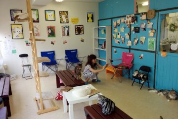 <p>A view of the cat cafe. The store is divided into two rooms: this picture is the cat lounge and the other as the reception area</p>