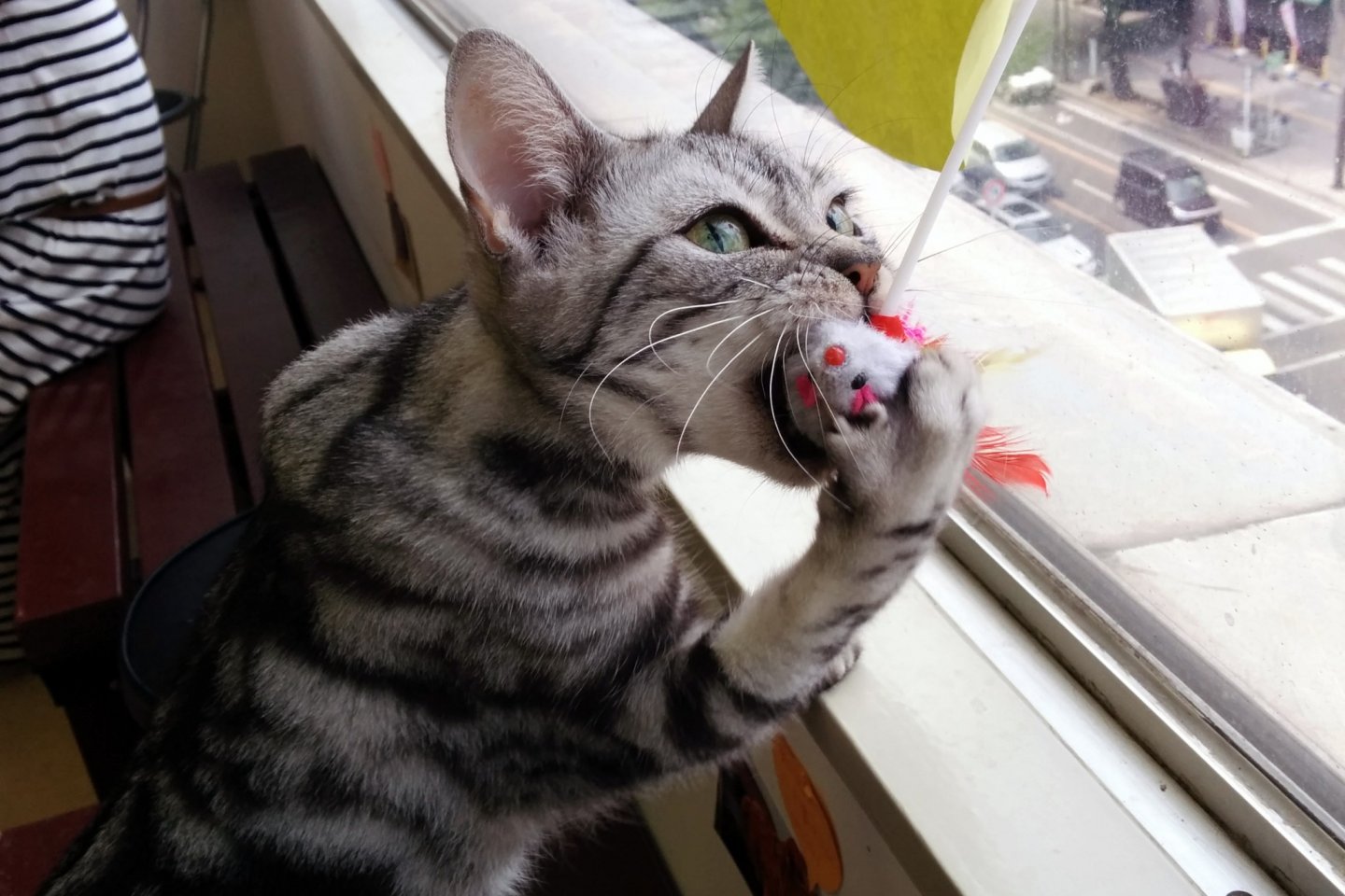 Beberapa kucing asyik bermain dengan mainan