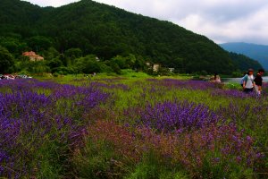 Seas of lavender at the&nbsp;Fujikawaguchiko Herb Festival