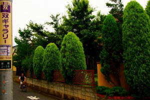 Tree lined suburban streets