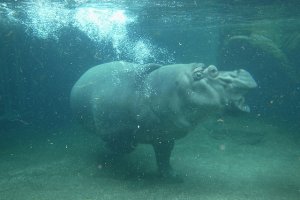 Swimming hippo
