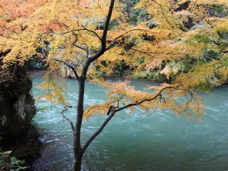 大聖寺川の水の色に紅葉が映える