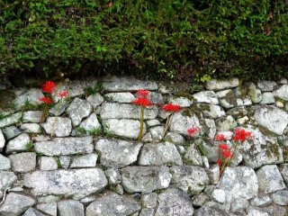 Bunga bakung laba-laba merah tumbuh di dinding batu