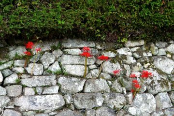 <p>Red spider lilies grow from a stone wall &nbsp;</p>