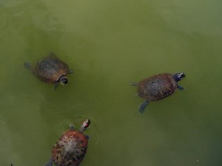 Des tortues nageant dans l&#39;&eacute;tang