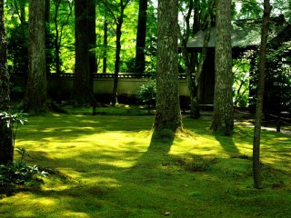 朱雀門前の一面の苔庭。翠輝く苔に陽光が降り注ぐとビロードのような光沢感が出る