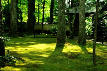 <p>Moss spreading wide in front of Suzakumon Gate. Under the sunshine, the lush green of the moss looks like a velvety carpet</p>