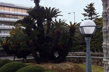 The sago palm in the entrance
