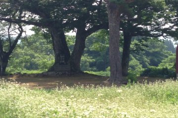 <p>The keyaki&nbsp;tree seen from the road. Soba is being grown on the field in the foreground.</p>