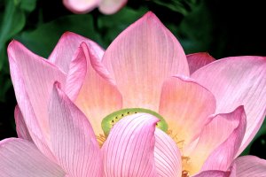 The Japanese Lotus is bold yet delicate