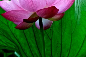 <p>The Japanese Lotus is colorful</p>