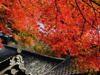 Au milieu du long escalier de Nobori-ro, des feuilles d&#39;&eacute;rables rouge vif, au dessus de vos t&ecirc;tes, vous souhaitent la bienvenue