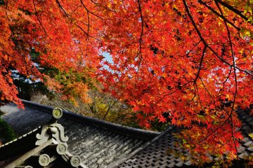 <p>In the middle of the long Nobori-ro staircase, red maple leaves hanging from above will welcome you</p>