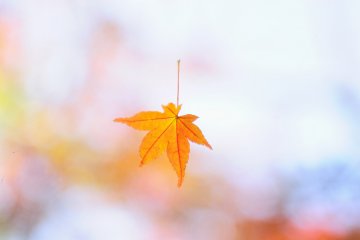 <p>A cute hand-shaped maple leaf greets you: &#39;Welcome!&#39;</p>