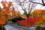 Autumn leaves at Saimyo-ji