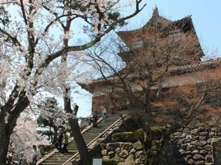 桜が満開の丸岡城