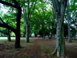 ต้นไม้อันสูงใหญ่ใน Koganei Kōen