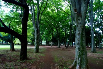 <p>Tall trees in Koganei Kōen</p>