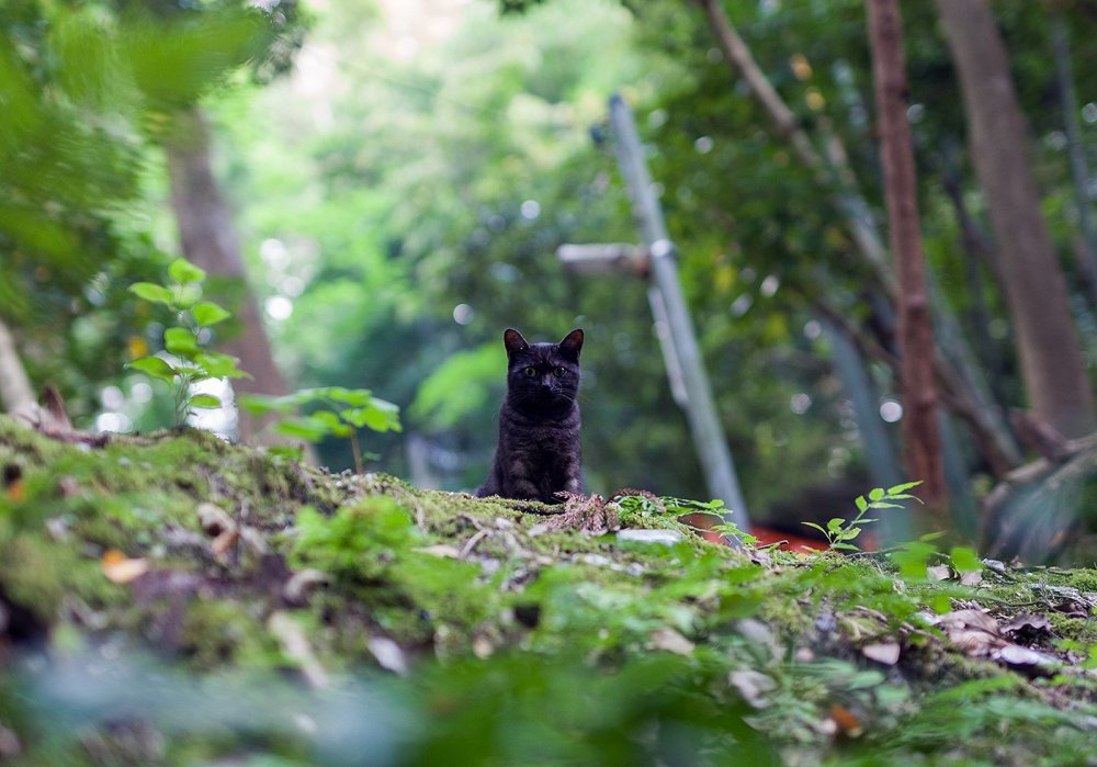 Surprised, this black cat spotted me from the path above