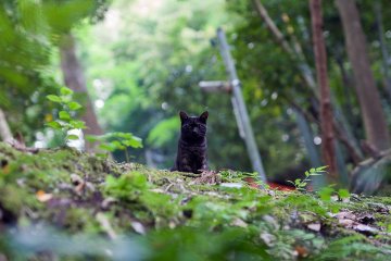 <p>Surprised, this black cat spotted me from the path above</p>