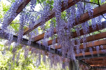 <p>beautiful wisteria at Kiyosumi Garden at the end of my tour.</p>