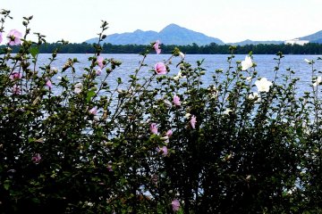 <p>Looking through flowers across the bay</p>