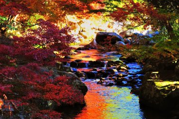<p>Iridescent beauty created by a tunnel of multi-colored maple leaves</p>