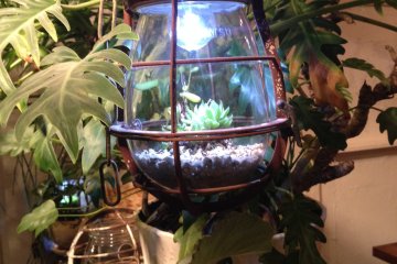 <p>Light bulb terrariums both illuminate the cafe room and bring nature inside</p>