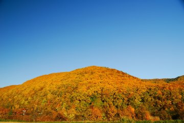 <p>The color of autumn leaves in Hokkaido is a little different from the color in other parts of Japan</p>