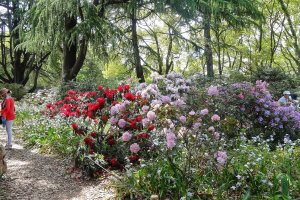 ดอกโรโดเดนดรอน (Rhododendron) หรือดอกกุหลาบพันปี สวนพฤกษศาสตร์เมืองเกียวโต (Kyoto Botanical Garden)
