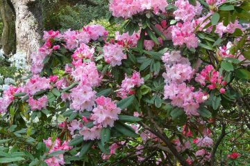 <p>ฉันชอบทุกสีทุกดอก แต่ที่ชอบมากที่สุด คงจะเป็นต้นที่มีดอกสีชมพูหลายเฉดในดอกเดียวกัน ดอกค่อนข้างใหญ่ และหอมมากๆ ด้วย</p>