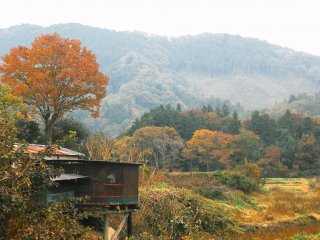Pedesaan Tochiya didominasi oleh pepohonan yang menguning di musim gugur
