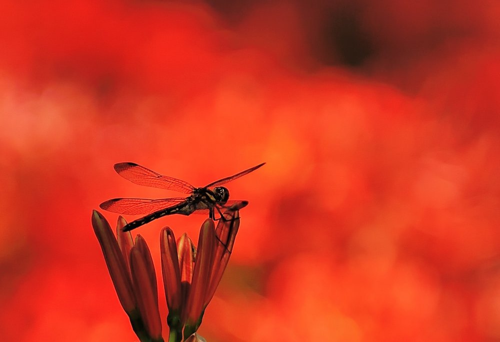 A dragonfly taking a rest in red...I wonder how they see this color with their eyes? Can they recognize this fiery red?