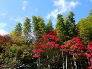 Pepohonan maple yang berwarna merah sangat kontras dengan hijaunya bambu