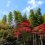 Mùa thu trên ngọn đồi Higashiyama