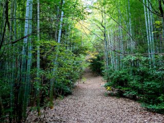 The early part of the trail leads through bamboo forest
