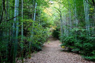 <p>The early part of the trail leads through bamboo forest</p>