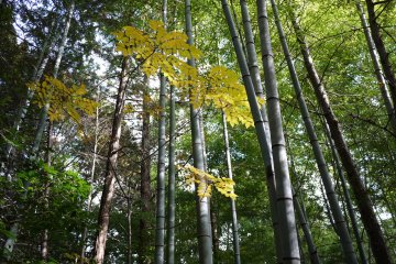 <p>Yellow leaves catch sunlight filtered by the tall bamboo</p>