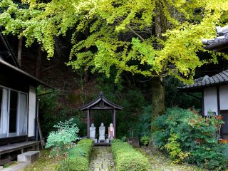 Small shrine under the turning leaves of a gingko tree