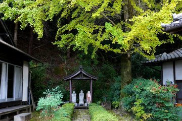 <p>Small shrine under the turning leaves of a gingko tree</p>